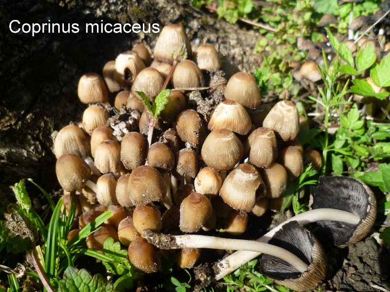 Coprinellus micaceus-amf510.jpg - Coprinellus micaceus ; Syn: Coprinus micaceus ; Nom français: Coprin micacé